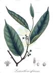 Lasianthera africana