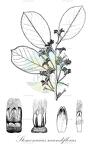 Stemonurus secundiflorus
