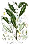 Gomphandra tetrandra