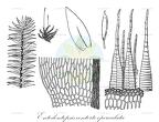 Entodontopsis contorte-operculata