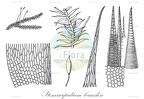 Stenocarpidium leucodon