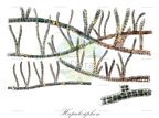 Hapalosiphon