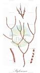 Stylonema