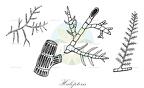 Halopteris