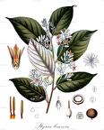 Styrax benzoin