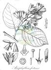 Alniphyllum fortunei