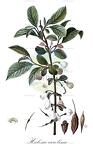 Halesia carolina
