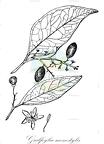 Guilfoylia monostylis