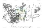 Chaetomitriopsis glaucocarpa