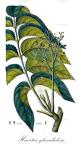 Huertea glandulosa