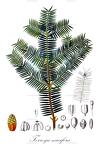 Torreya nucifera