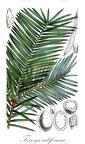 Torreya californica