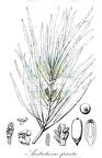 Austrotaxus spicata