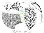 Taxiphyllum deplanatum