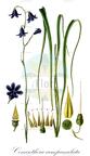 Conanthera campanulata