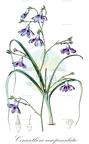 Conanthera campanulata