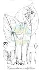 Cyanastrum cordifolium