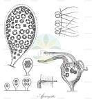 Apiocystis