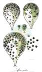 Apiocystis