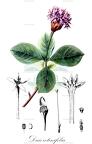 Dais cotinifolia