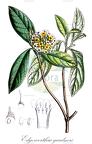 Edgeworthia gardneri