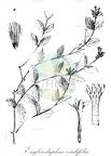 Englerodaphne ovalifolia