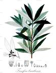 Funifera brasiliensis