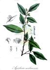 Aquilaria malaccensis
