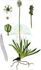 Tofieldia pusilla