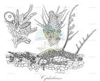 Cephaleuros