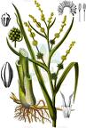 Sparganium erectum