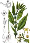 Parietaria officinalis