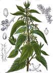 Urtica dioica