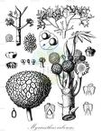 Myrianthus arboreus