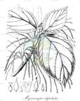 Myriocarpa stipitata
