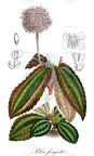 Pilea forgetii