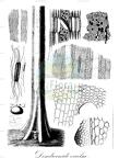 Dendrocnide excelsa