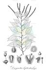 Droguetia leptostachys