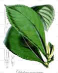 Elatostema nemorosum