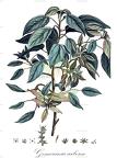Gesnouinia arborea
