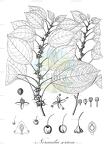 Neraudia sericea