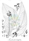 Touchardia latifolia