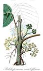 Poikilospermum naucleiflorum