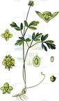 Adoxa moschatellina
