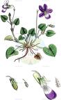 Viola riviniana