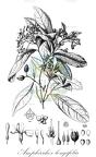 Amphirrhox longifolia
