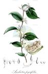 Anchietea pyrifolia