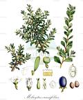 Melicytus crassifolius