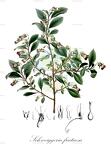 Schweiggeria fruticosa