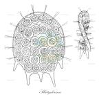 Platydorina